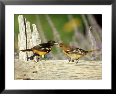 Baltimore Orioles, Male Feeding Fledgling, Illinois by Daybreak Imagery Pricing Limited Edition Print image