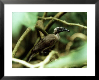 Helmeted Friarbird, Queensland, Australia by Kenneth Day Pricing Limited Edition Print image