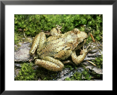 Tailed Frog, Mount St. Helens by David M. Dennis Pricing Limited Edition Print image