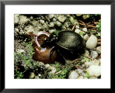 Snail Hunter Beetle, Calosoma Species, Monongahela Nf, West Virginia by David M. Dennis Pricing Limited Edition Print image