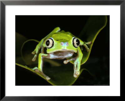 Leaf Frog, Phylomedusa Lemursurinam by David M. Dennis Pricing Limited Edition Print image
