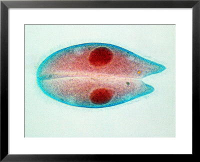 Paramecium Caudatum by David M. Dennis Pricing Limited Edition Print image