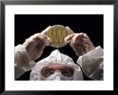 Microbiologist Examining Bacterial Culture On Petri Dish by David M. Dennis Pricing Limited Edition Print image