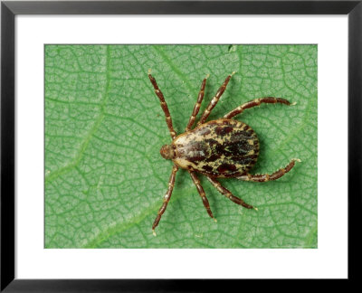 American Dog Tick, Rocky Mountain Spotted Fever Vector by David M. Dennis Pricing Limited Edition Print image