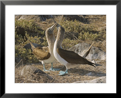 Blue-Footed Boobies, Courtship Display, Galapagos, Ecuador by David M. Dennis Pricing Limited Edition Print image
