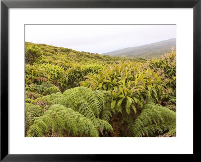Galapagos Miconia, And Tree Ferns, Galapagos, Ecuador by David M. Dennis Pricing Limited Edition Print image