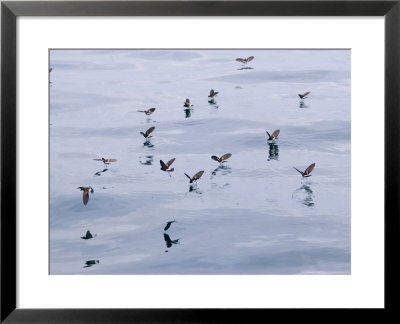 White-Vented Storm Petrels, Feeding, Ecuador by David M. Dennis Pricing Limited Edition Print image