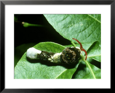 Giant Swallowtail Butterfly, Caterpillar by David M. Dennis Pricing Limited Edition Print image