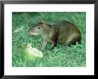 Agouti, Young Feeding On Fruit, Belize, Central America by Philip J. Devries Pricing Limited Edition Print image