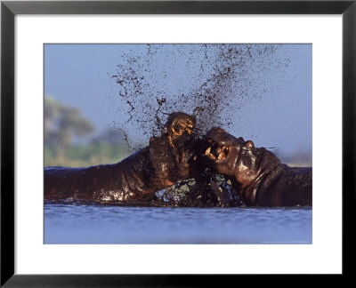 Hippopotamus, Bulls Fighting, Botswana by Chris And Monique Fallows Pricing Limited Edition Print image