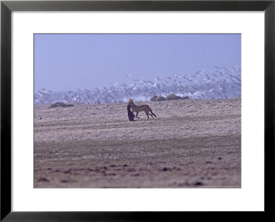 Blackbacked Jakal, Feeds On Cape Fur Seal Pup, Cape Cross, Namibia by Chris And Monique Fallows Pricing Limited Edition Print image
