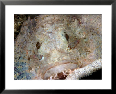 Scorpionfish, Mabul, Malaysia by David B. Fleetham Pricing Limited Edition Print image