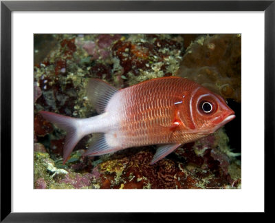 Tailspot Squirrelfish, Mabul Island, Malaysia by David B. Fleetham Pricing Limited Edition Print image