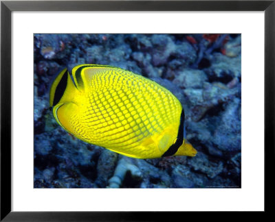 Latticed Butterflyfish, Indonesia by David B. Fleetham Pricing Limited Edition Print image