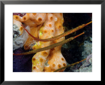Yellow Banded Pipefish, Mabul Island by David B. Fleetham Pricing Limited Edition Print image