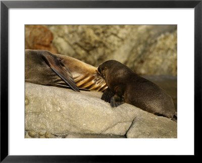 Guadalupe Fur Seal, Young Nursing, Mexico by David B. Fleetham Pricing Limited Edition Print image
