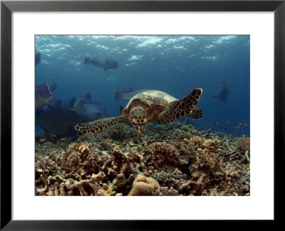 Hawksbill Turtle, And Bumphead Parrotfish, Malaysia by David B. Fleetham Pricing Limited Edition Print image