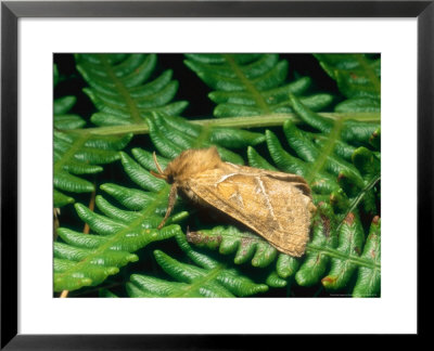 Orange Swift, Imago, Clipstone Forest, Nottinghamshire, Uk by David Fox Pricing Limited Edition Print image