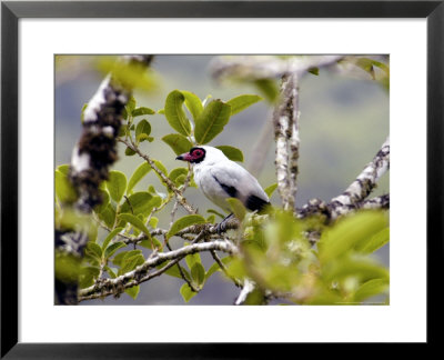 Masked Tityra, Male, Costa Rica by Michael Fogden Pricing Limited Edition Print image
