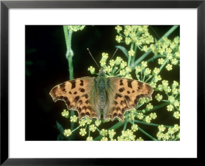 Comma Butterfly, Wychwood Forest, Uk by Bob Fredrick Pricing Limited Edition Print image