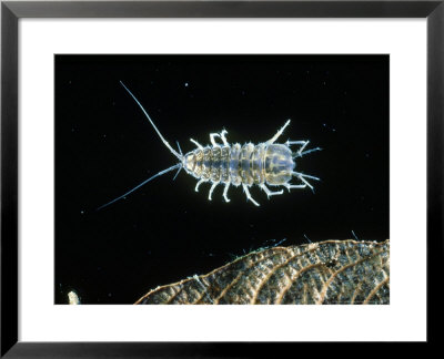 Water Louse Or Water Skater, Uk by Peter Gathercole Pricing Limited Edition Print image