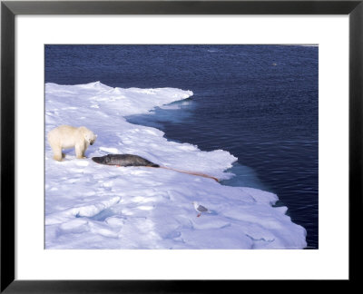 Polar Bear, With Prey, Norway by Patricio Robles Gil Pricing Limited Edition Print image