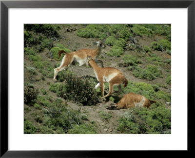 Guanaco, Interacting, Chile by Patricio Robles Gil Pricing Limited Edition Print image