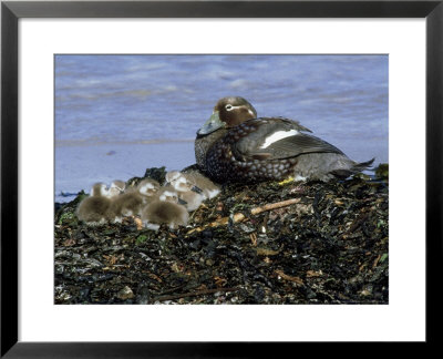 Falkland Steamer Duck, With Chicks, Falklands by Patricio Robles Gil Pricing Limited Edition Print image