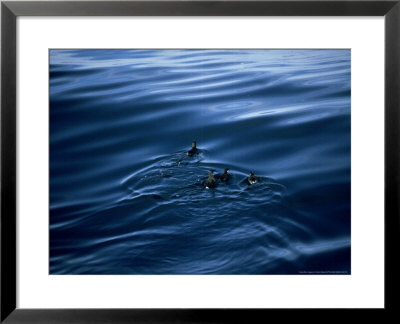 Craveris Murrelet, Swimming, Mexico by Patricio Robles Gil Pricing Limited Edition Print image