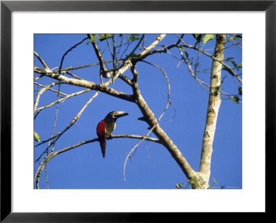 Collared Aracari Or Toucan In Tree, Mexico by Patricio Robles Gil Pricing Limited Edition Print image