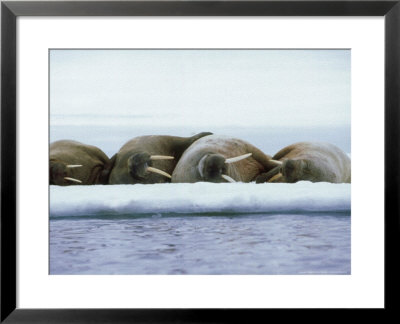 Walruses, Group, Arctic by Patricio Robles Gil Pricing Limited Edition Print image