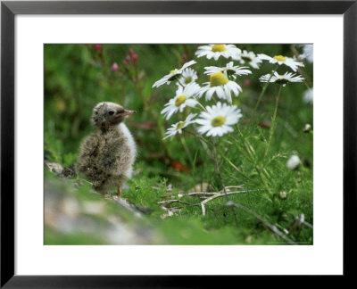 Arctic Tern, Chick, Iceland by Patricio Robles Gil Pricing Limited Edition Print image