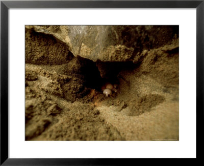 Pacific Ridley Sea Turtle, Laying Eggs, Mexico by Patricio Robles Gil Pricing Limited Edition Print image