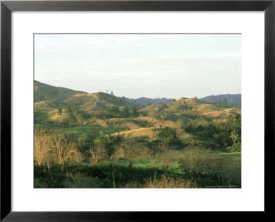 Sugar Cane Landscape, South Pacific by Patricio Robles Gil Pricing Limited Edition Print image