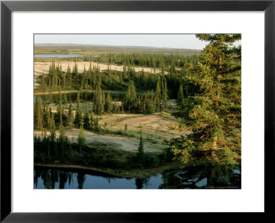 Boreal Forest With Tundra, Northwest Canada by Patricio Robles Gil Pricing Limited Edition Print image