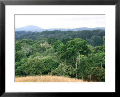 Lope National Park, Central Africa by Patricio Robles Gil Pricing Limited Edition Print image