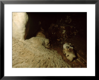 Fossil Skull Of Ancient Lemur In Cave, Madagascar by Patricio Robles Gil Pricing Limited Edition Print image