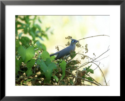 Crested Coua, Madagascar by Patricio Robles Gil Pricing Limited Edition Print image