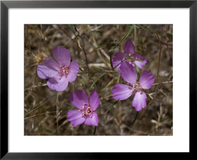 Clarkia Gracilis, Usa by Bob Gibbons Pricing Limited Edition Print image