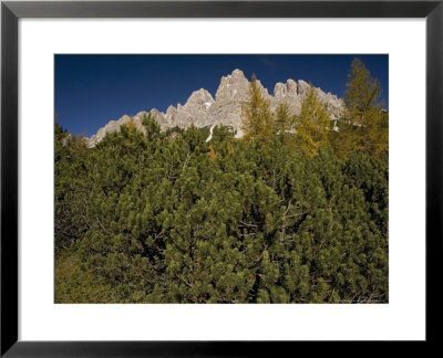 Pinus Mugo, High Altitude Vegetation On The Slopes Of Mount Cristallo, Autumn, Italy by Bob Gibbons Pricing Limited Edition Print image