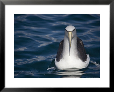 Diomedea Salvini In Flight, South Island, New Zealand by Bob Gibbons Pricing Limited Edition Print image