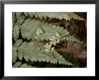 Asplenium Bulbiferum, Showing Viviparous Production Of New Plantlets, New Zealand by Bob Gibbons Pricing Limited Edition Print image