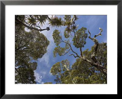 High Altitude Elfin Forest With Southern Beeches And Mountain Grass-Tree, South Island, New Zealand by Bob Gibbons Pricing Limited Edition Print image