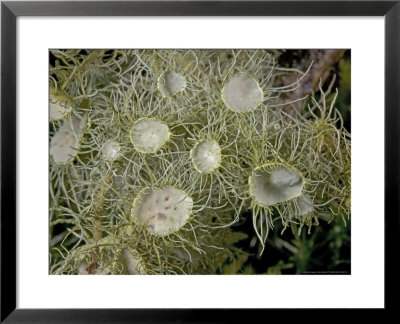 A Beard Lichen, With Apothecia by Bob Gibbons Pricing Limited Edition Print image