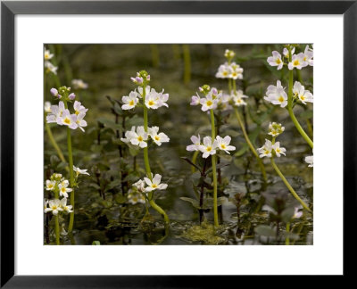 Water-Violet, Flowering In Pond by Bob Gibbons Pricing Limited Edition Print image