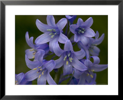 Hybrid Bluebell, Spanish X Common Bluebell, An Invasive Hybrid by Bob Gibbons Pricing Limited Edition Print image