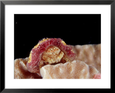 Sponge Crab, Australia by Karen Gowlett-Holmes Pricing Limited Edition Print image