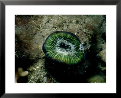 Solitary Coral, Edithburgh, Australia by Karen Gowlett-Holmes Pricing Limited Edition Print image