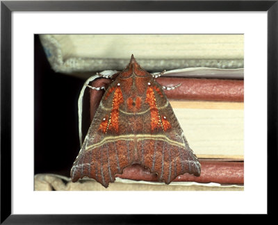 Herald Moth On Stack Of Books, Devon by William Gray Pricing Limited Edition Print image