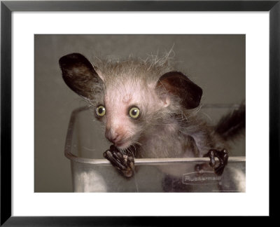 Hand-Reared Aye-Aye In Container Looking Around, Duke University Primate Center by David Haring Pricing Limited Edition Print image